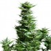 Shining Silver Haze - RQS